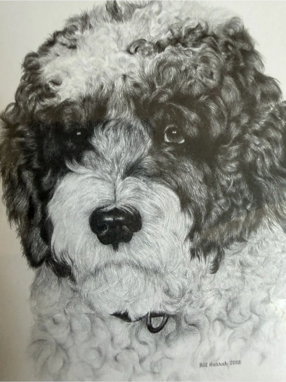 Portuguese Water Dog Note Cards (8) Fine Art Drawing